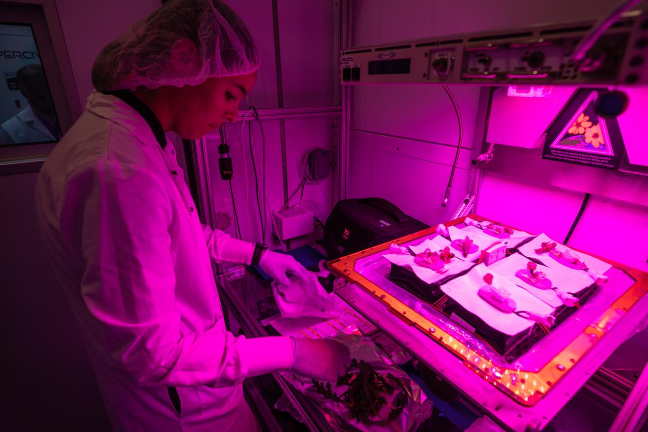 Kennedy Space Center employee Anna Maria Ruby harvests plant cultivars inside the Veggie growth chamber in the Space Station Processing Facility on Sept. 30, 2019, for a science verification test (SVT). This SVT will study the potential of three plants – amara mustard, ‘outredgeous’ red romaine lettuce and shungiku, an Asian green comparable to an edible chrysanthemum – to grow in space. All three lettuce plants were grown from seed film, making this the first SVT with this new plant growth material. Earlier this year, the amara mustard and shungiku plants were grown for the first time using seed bags – referred to as pillows – during the Sustained Veggie project, a study funded by the Human Research Program.