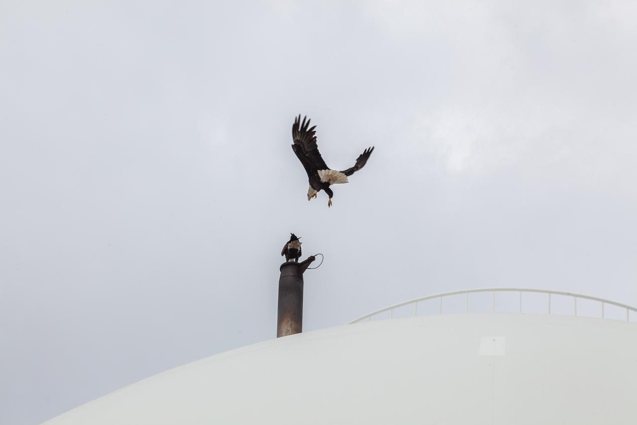 A bald eagle approaches the liquid hydrogen storage tank at Launch Pad 39B on Nov. 8, 2019, at NASA’s Kennedy Space Center in Florida. Kennedy shares a border with the Merritt Island National Wildlife Refuge, consisting of 144,000 acres of land, water and marshes. Many species of birds, reptiles, fish, amphibians and mammals can be found within the refuge. 