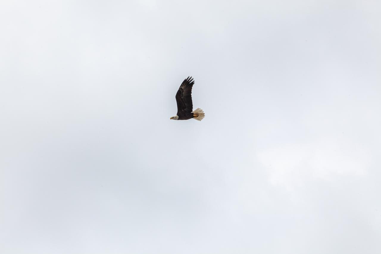 A bald eagle flies near Launch Pad 39B on Nov. 8, 2019, at NASA’s Kennedy Space Center in Florida. Kennedy shares a border with the Merritt Island National Wildlife Refuge, consisting of 144,000 acres of land, water and marshes. Many species of birds, reptiles, fish, amphibians and mammals can be found within the refuge.
