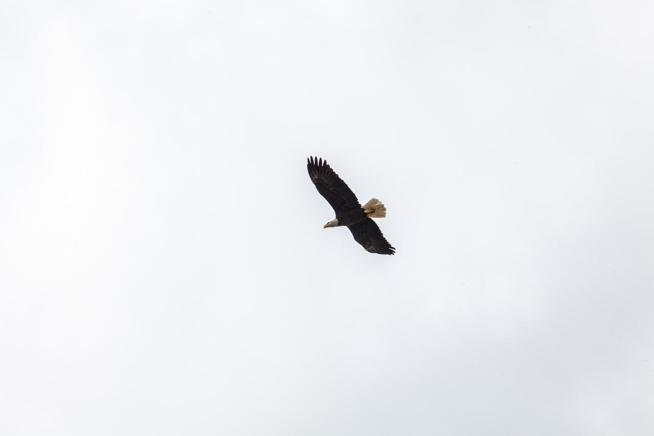 A bald eagle flies near Launch Pad 39B on Nov. 8, 2019, at NASA’s Kennedy Space Center in Florida. Kennedy shares a border with the Merritt Island National Wildlife Refuge, consisting of 144,000 acres of land, water and marshes. Many species of birds, reptiles, fish, amphibians and mammals can be found within the refuge. 