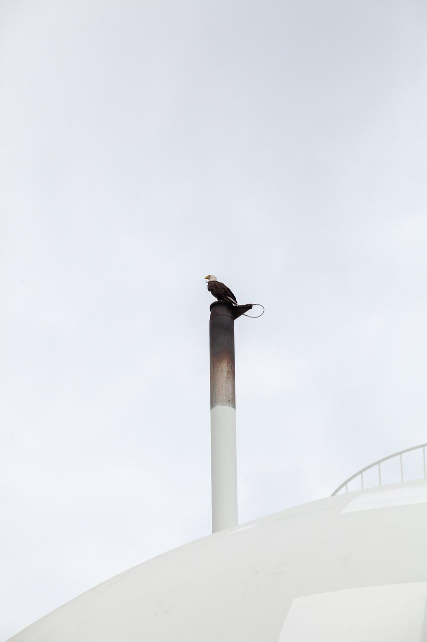 A bald eagle perches on the liquid hydrogen storage tank at Launch Pad 39B on Nov. 8, 2019, at NASA’s Kennedy Space Center in Florida. Kennedy shares a border with the Merritt Island National Wildlife Refuge, consisting of 144,000 acres of land, water and marshes. Many species of birds, reptiles, fish, amphibians and mammals can be found within the refuge. 