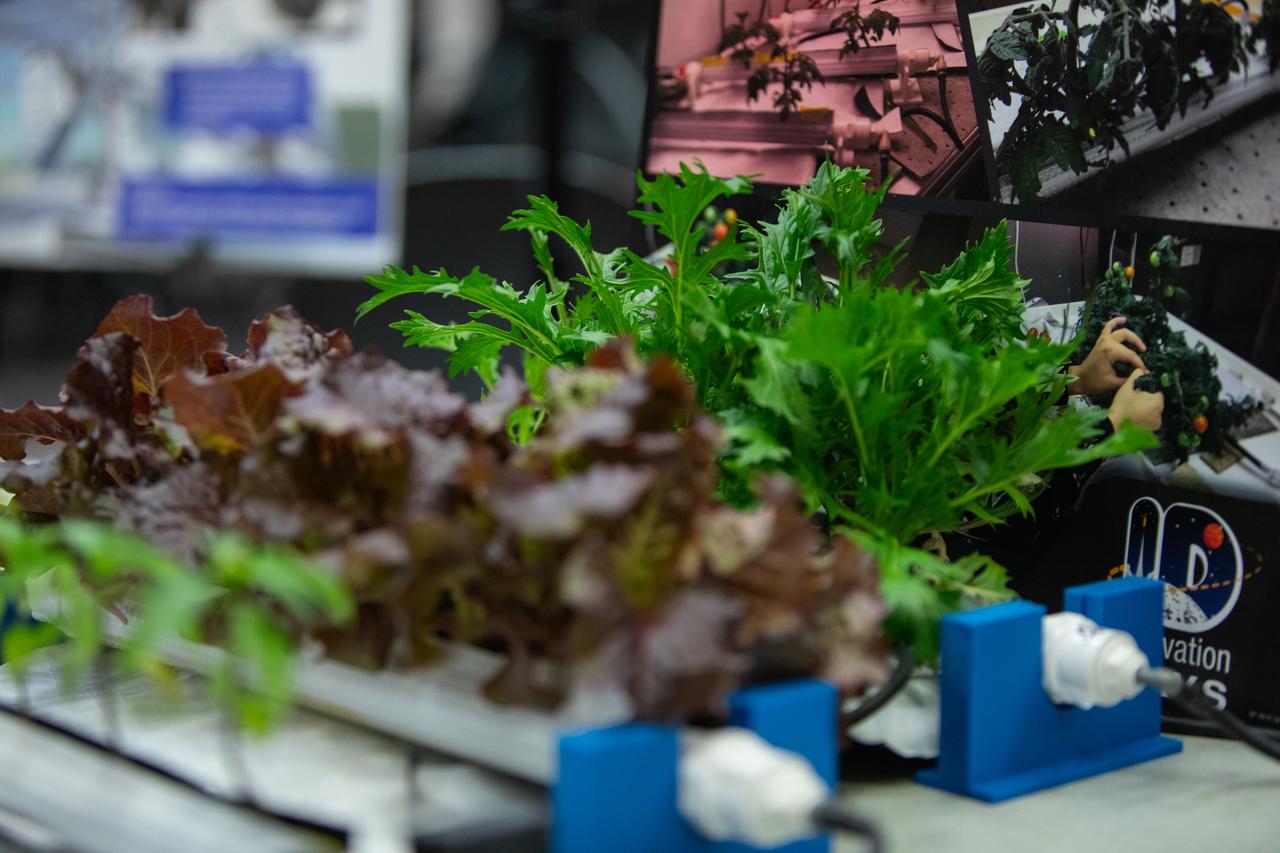 Plants utilized for ground experiments at NASA’s Kennedy Space Center in Florida that complement plant research on the International Space Station are photographed at an innovation showcase on Nov. 19, 2019. Nearly 50 exhibitors gathered in the Neil Armstrong Operations and Checkout Building’s Mission Briefing Room to participate in the center’s Innovation Days – one of several events throughout the year aimed at fostering an encouraging an innovative culture at Kennedy. Showcase participants included individuals from multiple directorates, programs and organizations throughout Kennedy. In addition to the showcase, employees had the opportunity to attend an overview presentation on NASA’s Human Landing System (HLS), hosted by HLS Program Manager Lisa Watson-Morgan. 
