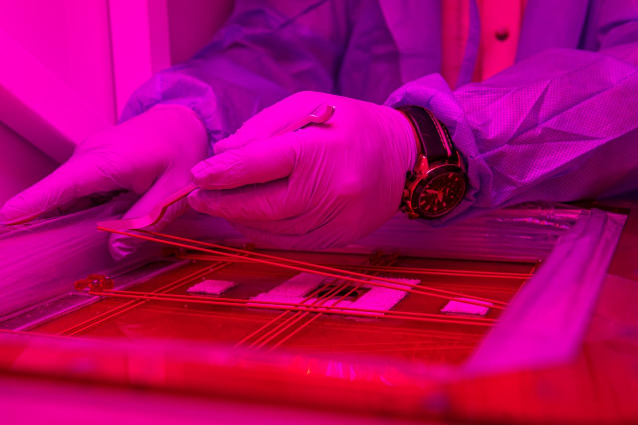 Matthew English is the Exploration Research and Technology facility manager for the Space Station Processing Facility (SSPF) at NASA’s Kennedy Space Center in Florida. In this photo, he is demonstrating how astronauts use a bungee tool to manipulate bungee cords that help secure vital parts of plant experiments in the Veggie growth chamber while they are aboard the International Space Station. This allows them to make efficient use of their time as they conduct scientific research in a microgravity environment. English’s primary responsibilities include ensuring that the space station teams inside the SSPF have the facilities, tools and capabilities they need to support their launch customers, thus providing the support necessary to enable further research and design discoveries within NASA. 