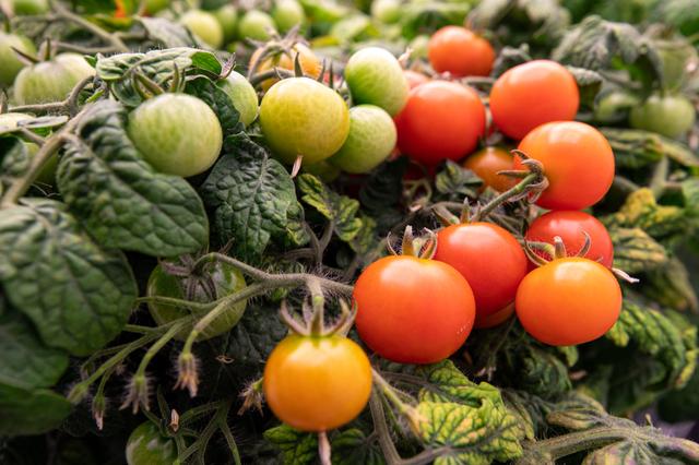 NASA image: Radiation Tomatoes