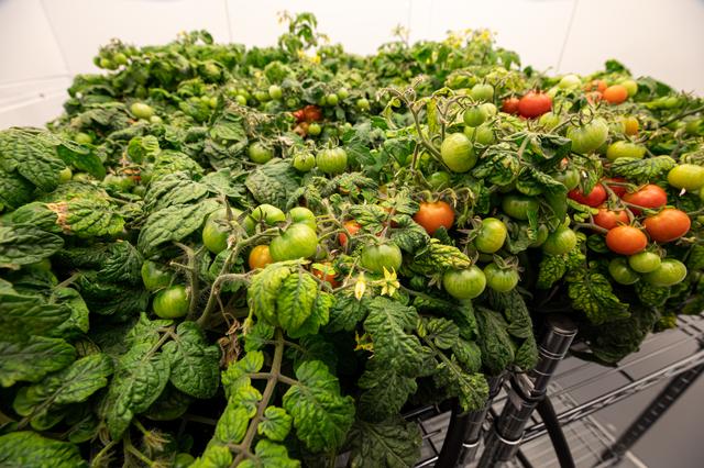 NASA image: Radiation Tomatoes