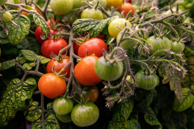 NASA image: Radiation Tomatoes