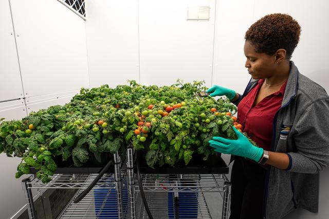 NASA image: Radiation Tomatoes