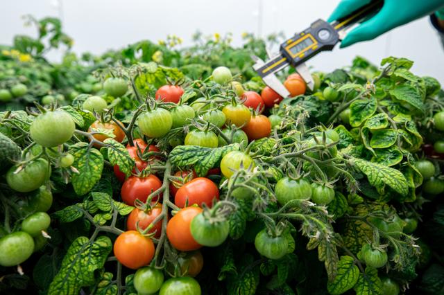 NASA image: Radiation Tomatoes