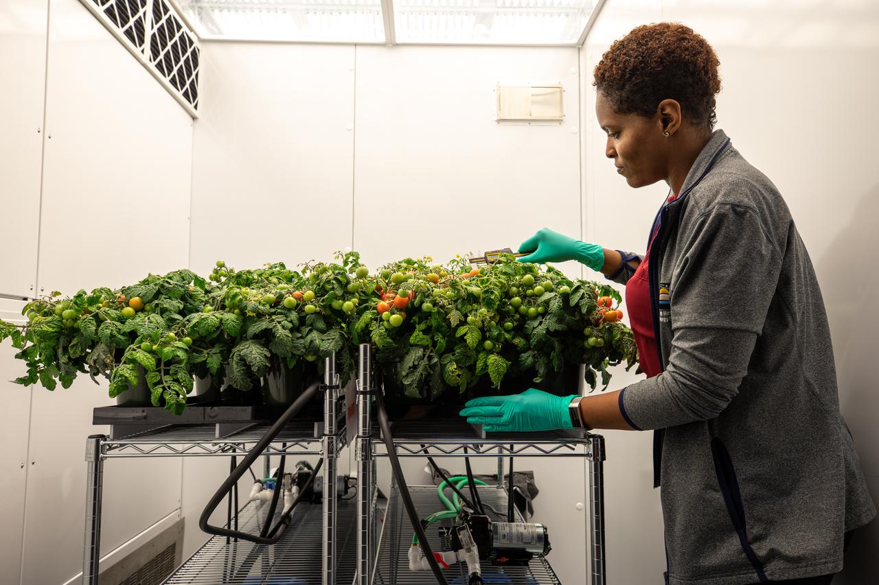 Lashelle Spencer, plant scientist with the Laboratory Support Services and Operations (LASSO) contract at NASA’s Kennedy Space Center in Florida, takes measurements on ‘Red Robin’ dwarf tomato plants, Jan. 10, 2020, inside a laboratory in the spaceport’s Space Station Processing Facility. The tomatoes are growing from seeds that have been exposed to simulated solar particle radiation. The plants’ edible mass and nutrients will be measured and compared to those of a control crop, grown from non-irradiated seeds. The project was designed to confirm that nutritious, high-quality produce can be reliably grown in deep space, or to provide a baseline to guide development of countermeasures to protect future crop foods from radiation during missions beyond low-Earth orbit. The investigation on space radiation impact on seeds and crop production also will be carried on the Materials International Space Station Experiment (MISSE) platform outside the station, supported NASA’s Space Technology Mission Directorate and the Space Biology Program, and potentially on future beyond-low-Earth platforms.