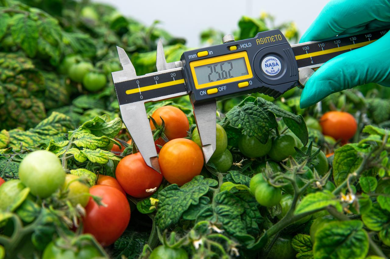 Lashelle Spencer, plant scientist with the Laboratory Support Services and Operations (LASSO) contract at NASA’s Kennedy Space Center in Florida, takes measurements on ‘Red Robin’ dwarf tomato plants, Jan. 10, 2020, inside a laboratory in the spaceport’s Space Station Processing Facility. The tomatoes are growing from seeds that have been exposed to simulated solar particle radiation. The plants’ edible mass and nutrients will be measured and compared to those of a control crop, grown from non-irradiated seeds. The project was designed to confirm that nutritious, high-quality produce can be reliably grown in deep space, or to provide a baseline to guide development of countermeasures to protect future crop foods from radiation during missions beyond low-Earth orbit. The investigation on space radiation impact on seeds and crop production also will be carried on the Materials International Space Station Experiment (MISSE) platform outside the station, supported NASA’s Space Technology Mission Directorate and the Space Biology Program, and potentially on future beyond-low-Earth platforms.