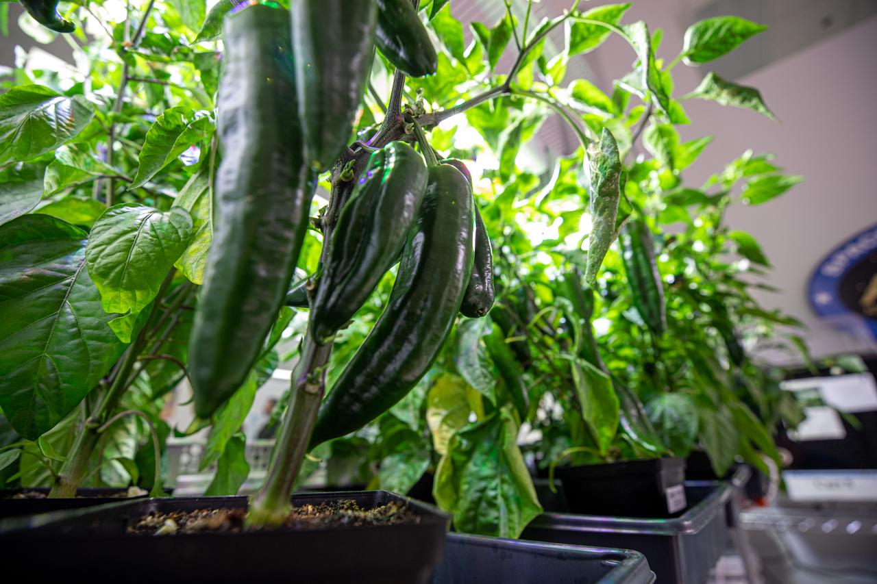 Researchers are growing green peppers inside the Space Station Processing Facility at NASA’s Kennedy Space Center in Florida on Jan. 15, 2020, in preparation for sending them to space. As NASA prepares to send humans beyond low-Earth orbit, the ability for astronauts to grow a variety of fresh fruits and vegetables in space will be critical. Fresh produce will be an essential supplement to the crew’s pre-packaged diet during long-duration space exploration when they are away from Earth for extended periods of time. 