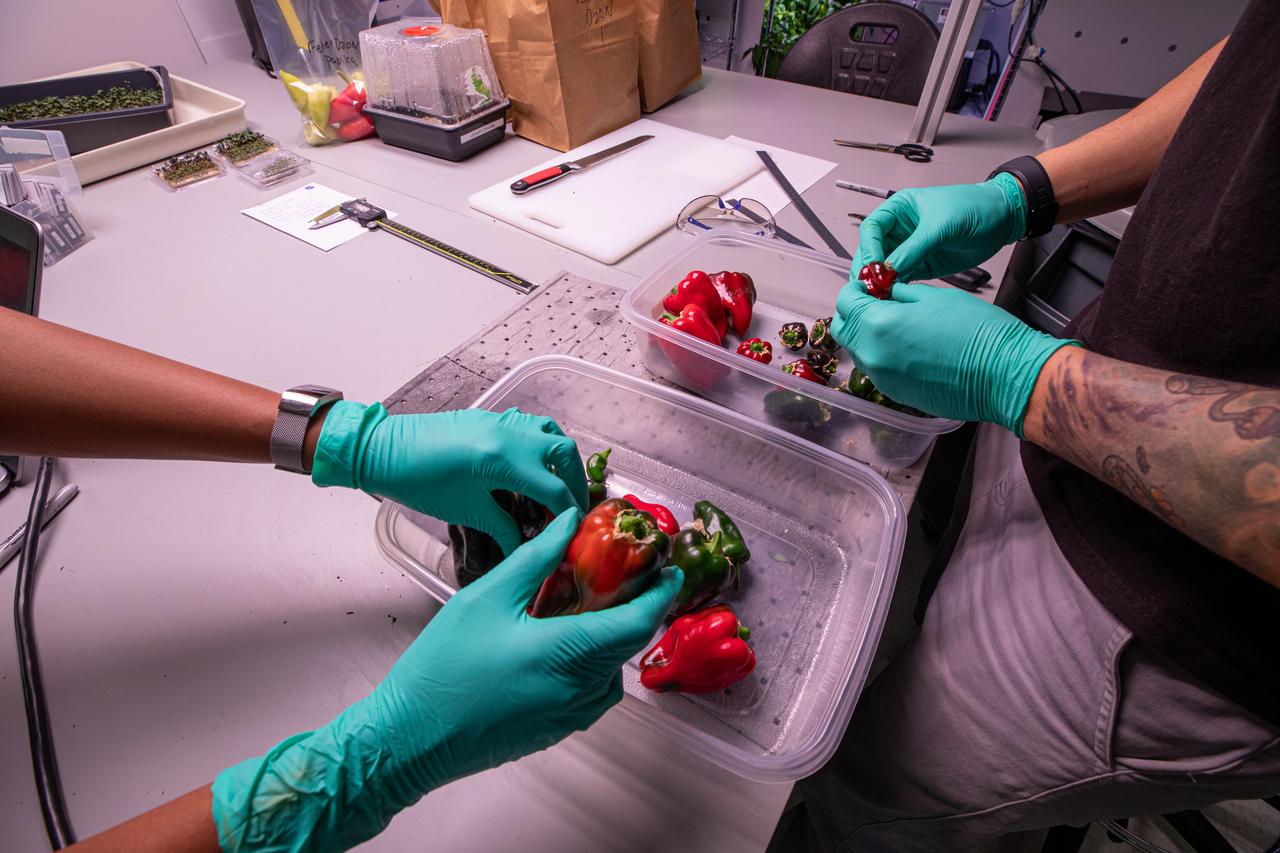 Research scientists at NASA’s Kennedy Space Center in Florida are preparing to weigh peppers grown inside the Space Station Processing Facility on Jan. 15, 2020, during a growth assessment in preparation for sending them to space. Scientists waited until the peppers were red, or nearly all red, before harvesting them. Fresh produce will be an essential supplement to the pre-packaged diet for astronauts during long-duration space exploration when they are away from Earth for extended periods of time. 