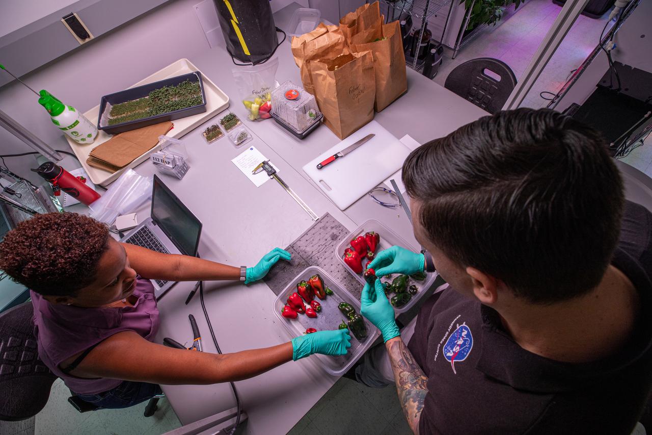 Plant Scientist Lashelle Spencer (left) and Research Scientist Jason Fischer with the Laboratory Support Services and Operations contract at NASA’s Kennedy Space Center in Florida remove the stems from peppers that were grown inside the Space Station Processing Facility on Jan. 15, 2020, prior to weighing them in preparation for sending them to space. As NASA prepares to send humans beyond low-Earth orbit, the ability for astronauts to grow a variety of fresh fruits and vegetables in space will be critical. Fresh produce will be an essential supplement to the crew’s pre-packaged diet during long-duration space exploration when they are away from Earth for extended periods of time. 