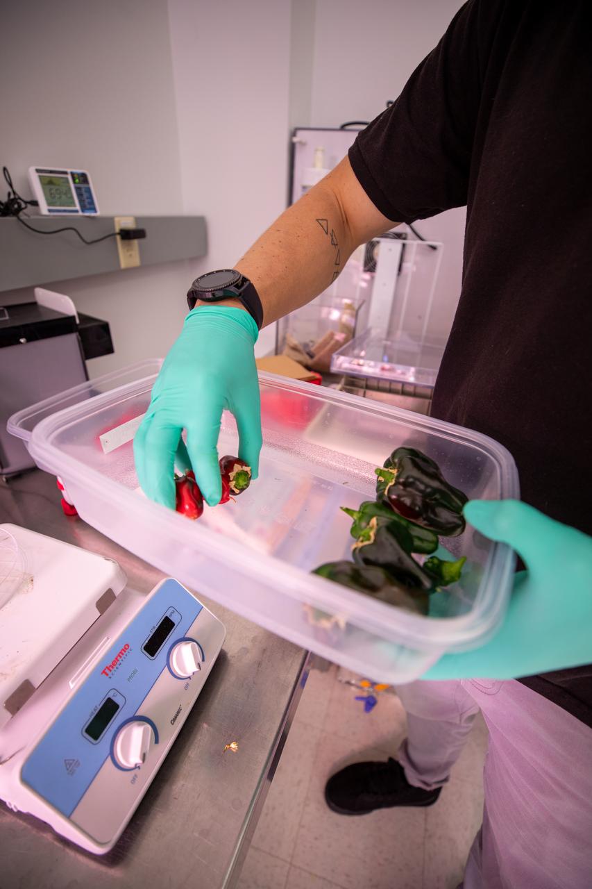 Jason Fischer, a research scientist with the Laboratory Support Services and Operations contract at NASA’s Kennedy Space Center in Florida, weighs peppers that were harvested from inside the Space Station Processing Facility on Jan. 15, 2020, prior to weighing them in preparation for sending them to space. As NASA prepares to send humans beyond low-Earth orbit, the ability for astronauts to grow a variety of fresh fruits and vegetables in space will be critical. Fresh produce will be an essential supplement to the crew’s pre-packaged diet during long-duration space exploration when they are away from Earth for extended periods of time. 