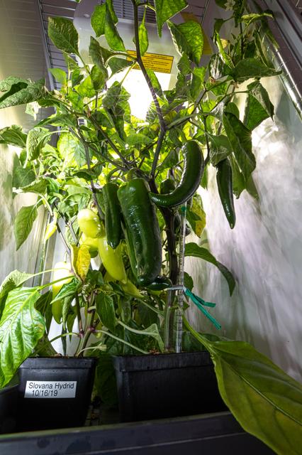 NASA image: Hatch Chile Pepper Assessment and Harvest