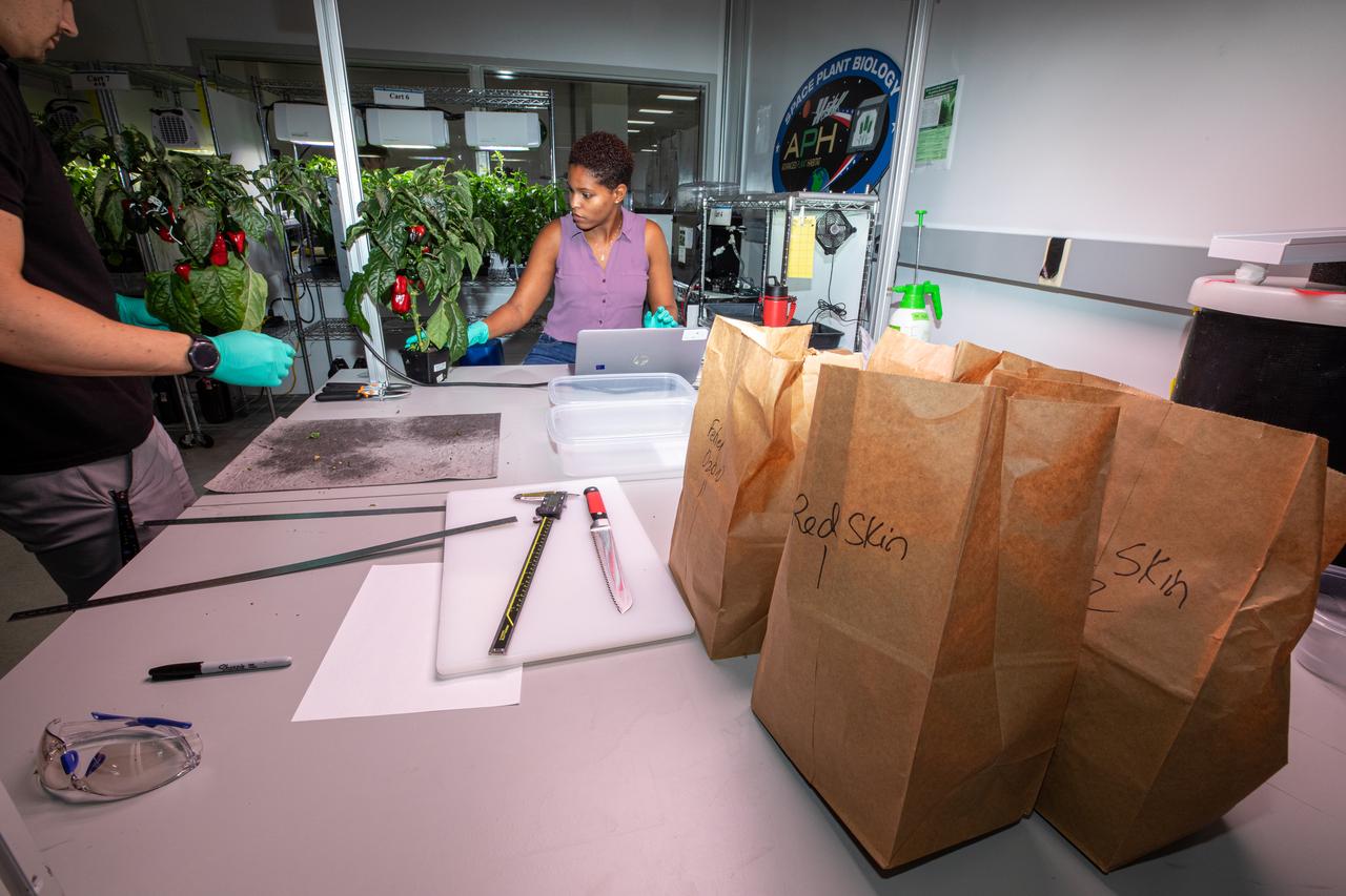 Lashelle Spencer (center), a plant scientist with the Laboratory Support Services and Operations contract at NASA’s Kennedy Space Center in Florida, harvests peppers from a pepper plant on Jan. 15, 2020, that was grown in the Space Station Processing Facility in preparation for sending them to space. As NASA prepares to send humans beyond low-Earth orbit, the ability for astronauts to grow a variety of fresh fruits and vegetables in space will be critical. Fresh produce will be an essential supplement to the crew’s pre-packaged diet during long-duration space exploration when they are away from Earth for extended periods of time. 