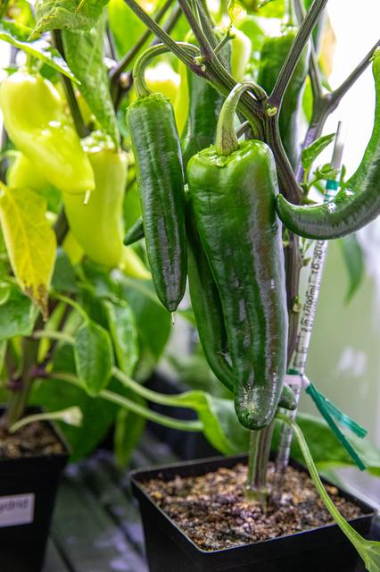 NASA image: Hatch Chile Pepper Assessment and Harvest