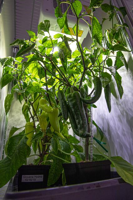 NASA image: Hatch Chile Pepper Assessment and Harvest