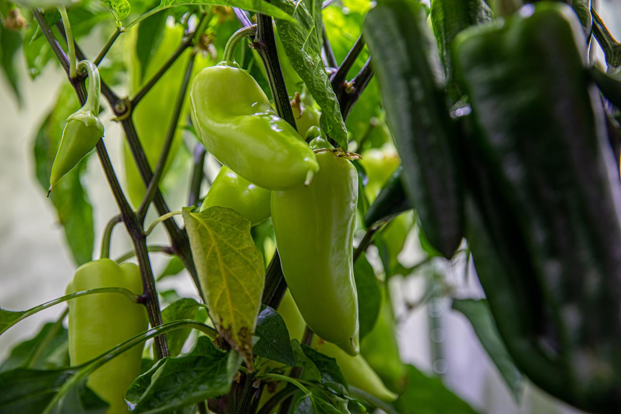 Researchers are growing green peppers inside the Space Station Processing Facility at NASA’s Kennedy Space Center in Florida on Jan. 15, 2020, in preparation for sending them to space. As NASA prepares to send humans beyond low-Earth orbit, the ability for astronauts to grow a variety of fresh fruits and vegetables in space will be critical. Fresh produce will be an essential supplement to the crew’s pre-packaged diet during long-duration space exploration when they are away from Earth for extended periods of time. 