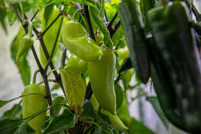 NASA image: Hatch Chile Pepper Assessment and Harvest