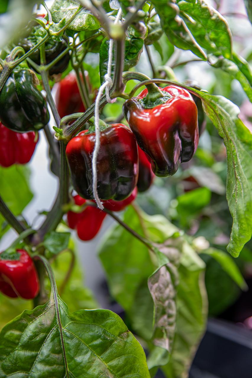 Researchers are growing green peppers inside the Space Station Processing Facility at NASA’s Kennedy Space Center in Florida on Jan. 15, 2020, in preparation for sending them to space. As NASA prepares to send humans beyond low-Earth orbit, the ability for astronauts to grow a variety of fresh fruits and vegetables in space will be critical. Fresh produce will be an essential supplement to the crew’s pre-packaged diet during long-duration space exploration when they are away from Earth for extended periods of time. 