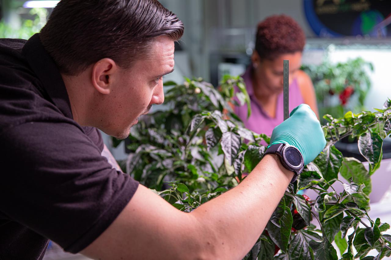 Jason Fischer (left), a research scientist, and Lashelle Spencer, a plant scientist, with the Laboratory Support Services and Operations contract at NASA’s Kennedy Space Center in Florida, observe and document the growth of pepper plants prior to harvesting them on Jan. 15, 2020, inside the Space Station Processing in preparation for sending them to space. As NASA prepares to send humans beyond low-Earth orbit, the ability for astronauts to grow a variety of fresh fruits and vegetables in space will be critical. Fresh produce will be an essential supplement to the crew’s pre-packaged diet during long-duration space exploration when they are away from Earth for extended periods of time. 
