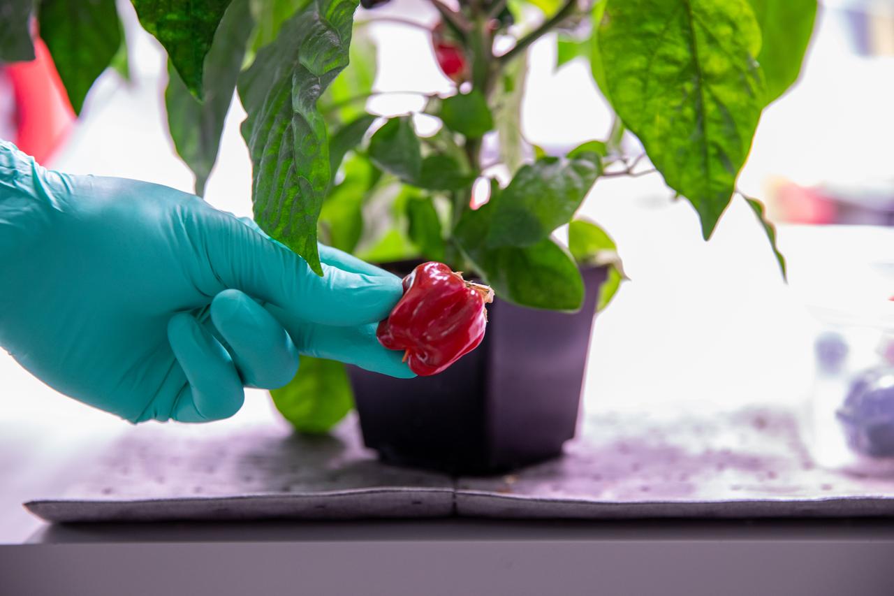 Inside the Space Station Processing Facility at NASA’s Kennedy Space Center in Florida, peppers are harvested on Jan. 15, 2020, for a growth assessment in preparation for sending them to space. As NASA prepares to send humans beyond low-Earth orbit, the ability for astronauts to grow a variety of fresh fruits and vegetables in space will be critical. Fresh produce will be an essential supplement to the crew’s pre-packaged diet during long-duration space exploration when they are away from Earth for extended periods of time. 