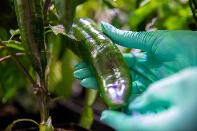 NASA image: Hatch Chile Pepper Assessment and Harvest