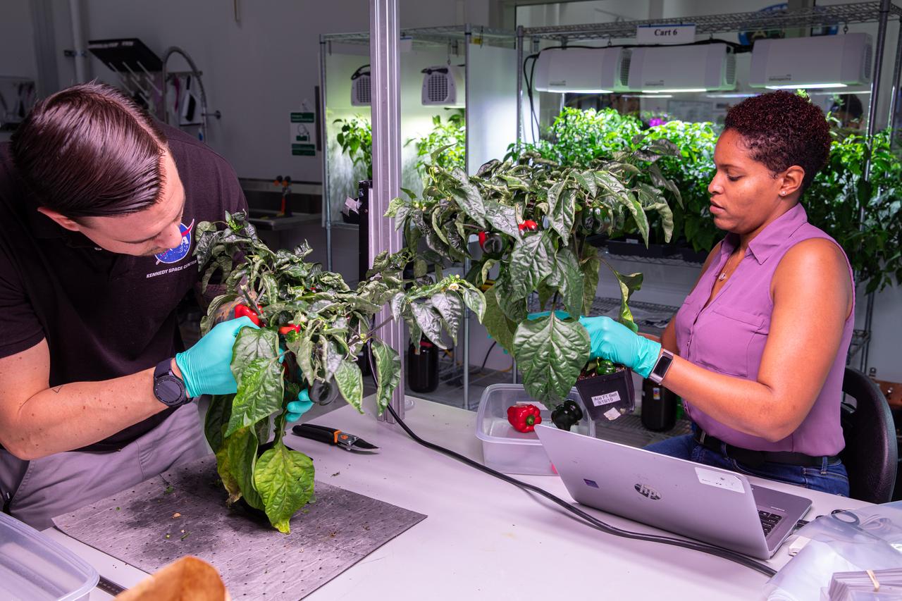 Jason Fischer (left), a research scientist, and Lashelle Spencer, a plant scientist, with the Laboratory Support Services and Operations contract at NASA’s Kennedy Space Center in Florida, harvest peppers from pepper plants on Jan. 15, 2020, that were grown in the Space Station Processing Facility for a growth assessment test in preparation for sending them to space. As NASA prepares to send humans beyond low-Earth orbit, the ability for astronauts to grow a variety of fresh fruits and vegetables in space will be critical. Fresh produce will be an essential supplement to the crew’s pre-packaged diet during long-duration space exploration when they are away from Earth for extended periods of time. 
