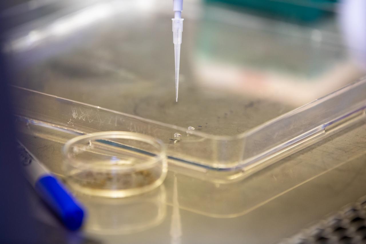 Aaron Curry, a research scientist with the Laboratory Support Services and Operations (LASSO) contract at NASA’s Kennedy Space Center in Florida affixes red romaine lettuce seeds to a sheet of seed film – a new seed handling material – inside the Space Station Processing Facility on Jan. 15, 2020. The seed film is being prepared for the VEG-03 J experiment that will fly to the International Space Station on Northrop Grumman’s 13th resupply services (NG-13) mission. This seed film experiment involves crew aboard the orbiting laboratory planting the seeds into plant pillows – a common method used to grow plants in space – themselves for the first time ever. The water-soluble, dissolving film addresses the challenge of handling seeds in a microgravity environment and also can be used to deliver fertilizers and other beneficial substances that help plants grow. NG-13 is scheduled to launch from the agency’s Wallops Flight Facility in Virginia on Feb. 9, 2020, at 5:39 p.m. EST. 