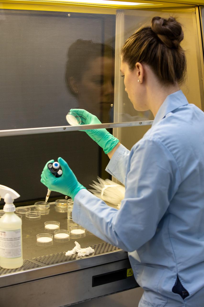 Jess Bunchek, a pseudonaut and associate scientist at NASA’s Kennedy Space Center in Florida, prepares the materials needed for a germination test of red romaine lettuce seeds inside the Space Station Processing Facility on Jan. 15, 2020. The test will verify that the seeds can successfully grow from seed film – a new seed handling material – here on Earth before it’s sent to the International Space Station for testing in a microgravity environment as part of the VEG-03 series of experiments. The seed film experiment involves crew aboard the orbiting laboratory planting the seeds into plant pillows – a common method used to grow plants in space – themselves for the first time ever. The water-soluble, dissolving film addresses the challenge of handling seeds in a microgravity environment and also can be used to deliver fertilizers and other beneficial substances that help plants grow. The experiment will launch aboard a Northrop Grumman Antares rocket and Cygnus spacecraft on the company’s 13th resupply services mission to the space station. Liftoff is scheduled for Feb. 9, 2020, at 5:39 p.m. EST from the agency’s Wallops Flight Facility in Virginia. 