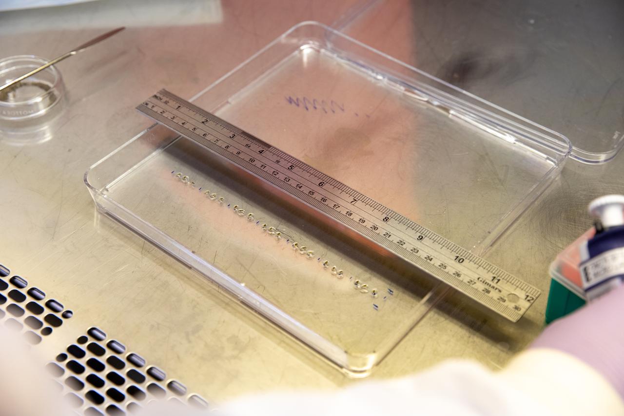Inside the Space Station Processing Facility at NASA’s Kennedy Space Center in Florida, red romaine lettuce seeds are measured before being placed in seed film – a new seed handling material – on Jan. 15, 2020. The seed film is being prepared for the VEG-03 J experiment that will fly to the International Space Station on Northrop Grumman’s 13th resupply services (NG-13) mission. This seed film experiment involves crew aboard the orbiting laboratory planting the seeds into plant pillows – a common method used to grow plants in space – themselves for the first time ever. The water-soluble, dissolving film addresses the challenge of handling seeds in a microgravity environment and also can be used to deliver fertilizers and other beneficial substances that help plants grow. NG-13 is scheduled to launch from the agency’s Wallops Flight Facility in Virginia on Feb. 9, 2020, at 5:39 p.m. EST. 