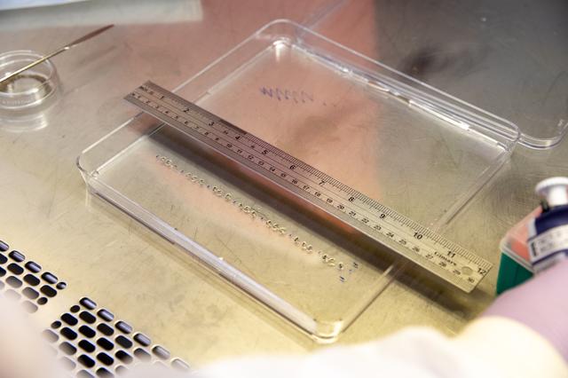 NASA image: Veg-03 J/K/L Prelaunch Prepartions for NG-13