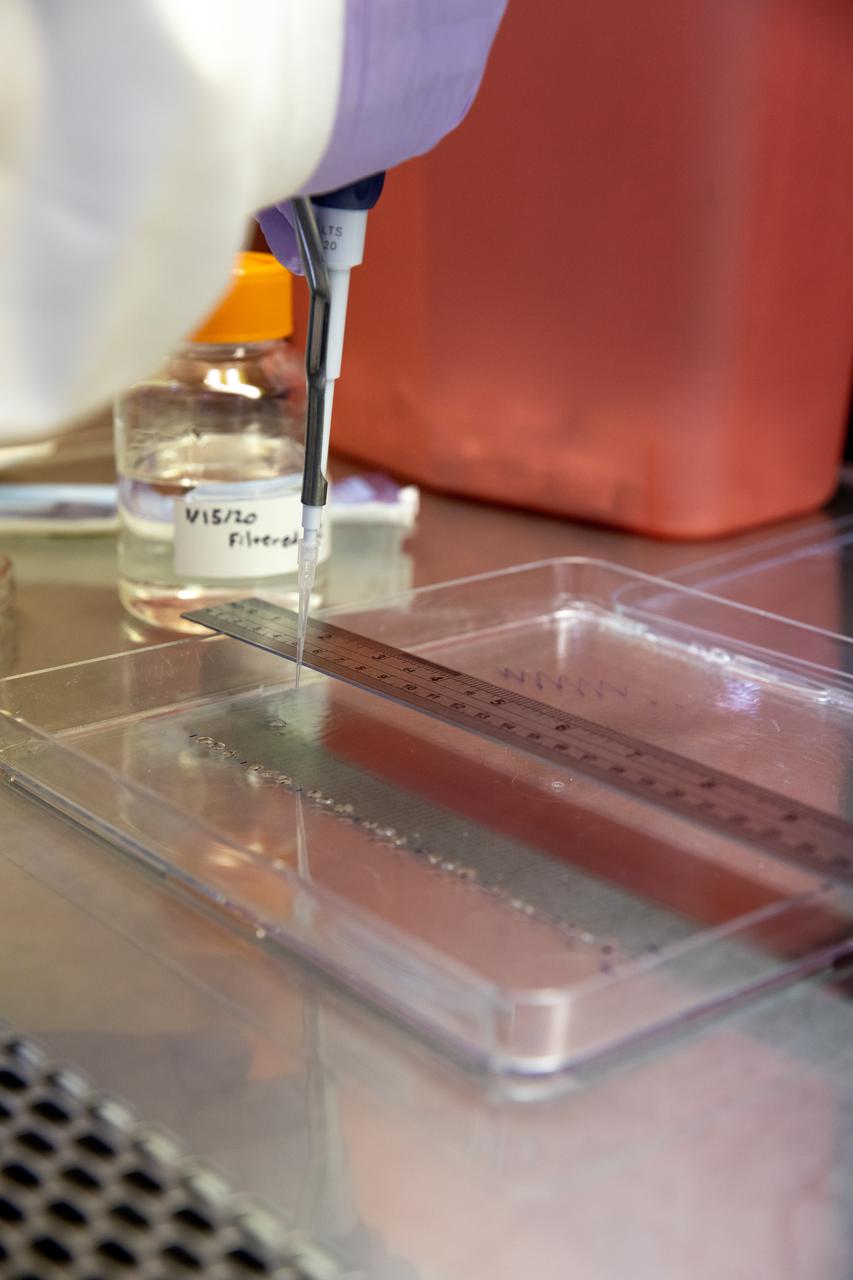 Aaron Curry, a research scientist with the Laboratory Support Services and Operations (LASSO) contract at NASA’s Kennedy Space Center in Florida affixes red romaine lettuce seeds to a sheet of seed film – a new seed handling material – inside the Space Station Processing Facility on Jan. 15, 2020. The seed film is being prepared for the VEG-03 J experiment that will fly to the International Space Station on Northrop Grumman’s 13th resupply services (NG-13) mission. This seed film experiment involves crew aboard the orbiting laboratory planting the seeds into plant pillows – a common method used to grow plants in space – themselves for the first time ever. The water-soluble, dissolving film addresses the challenge of handling seeds in a microgravity environment and also can be used to deliver fertilizers and other beneficial substances that help plants grow. NG-13 is scheduled to launch from the agency’s Wallops Flight Facility in Virginia on Feb. 9, 2020, at 5:39 p.m. EST.