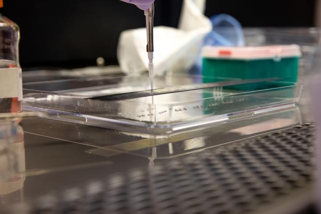 NASA image: Veg-03 J/K/L Prelaunch Prepartions for NG-13