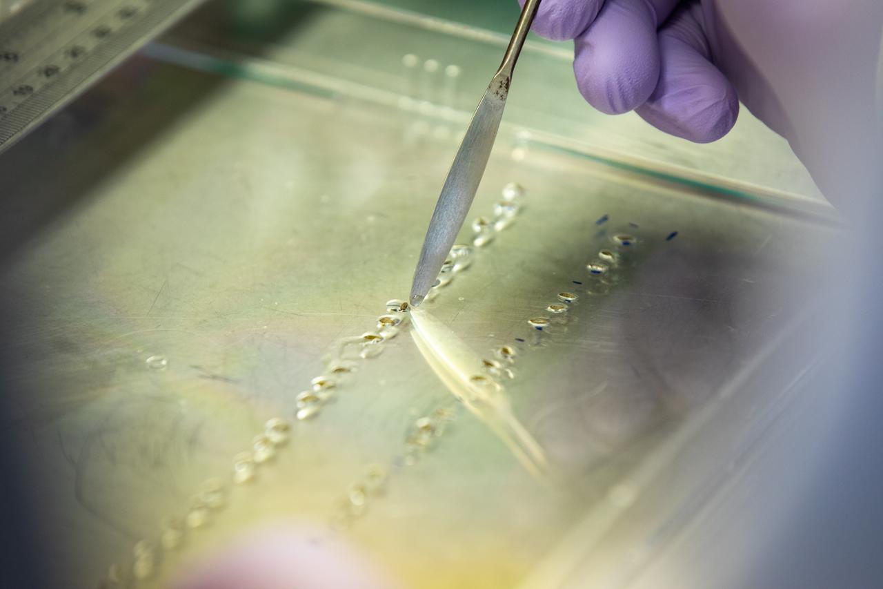 Inside the Space Station Processing Facility at NASA’s Kennedy Space Center in Florida, a researcher prepares red romaine lettuce seeds in seed film – a new seed handling material– on Jan. 15, 2020. The seed film is being prepared for the VEG-03 J experiment that will fly to the International Space Station on Northrop Grumman’s 13th resupply services (NG-13) mission. This seed film experiment involves crew aboard the orbiting laboratory planting the seeds into plant pillows – a common method used to grow plants in space – themselves for the first time ever. The water-soluble, dissolving film addresses the challenge of handling seeds in a microgravity environment and also can be used to deliver fertilizers and other beneficial substances that help plants grow. NG-13 is scheduled to launch from the agency’s Wallops Flight Facility in Virginia on Feb. 9, 2020, at 5:39 p.m. EST. 