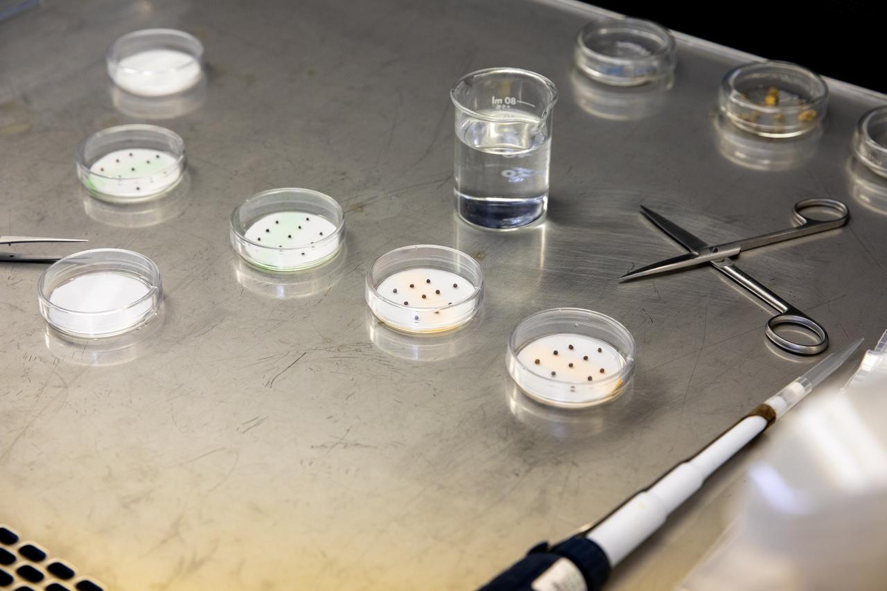 Inside the Space Station Processing Facility at NASA’s Kennedy Space Center in Florida on Jan. 15, 2020, Jess Bunchek, a pseudonaut and associate scientist, prepares seeds for a germination test. The test will verify that the seeds can successfully grow here on Earth before they are sent to the International Space Station for testing in a microgravity environment as part of the VEG-03 series of experiments. The seed film experiment involves crew aboard the orbiting laboratory planting the seeds into plant pillows – a common method used to grow plants in space – themselves for the first time ever. The water-soluble, dissolving film addresses the challenge of handling seeds in a microgravity environment and also can be used to deliver fertilizers and other beneficial substances that help plants grow. The experiment will launch aboard a Northrop Grumman Antares rocket and Cygnus spacecraft on the company’s 13th resupply services mission to the space station. Liftoff is scheduled for Feb. 9, 2020, at 5:39 p.m. EST from the agency’s Wallops Flight Facility in Virginia. 