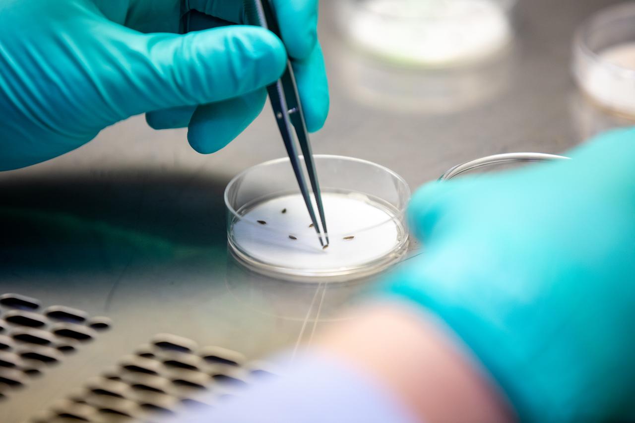 Inside the Space Station Processing Facility at NASA’s Kennedy Space Center in Florida on Jan. 15, 2020, red romaine lettuce seeds are being prepared for a germination test. The test will verify that the seeds can successfully grow from seed film – a new seed handling material – here on Earth before it’s sent to the International Space Station for testing in a microgravity environment as part of the VEG-03 series of experiments. The seed film experiment involves crew aboard the orbiting laboratory planting the seeds into plant pillows – a common method used to grow plants in space – themselves for the first time ever. The water-soluble, dissolving film addresses the challenge of handling seeds in a microgravity environment and also can be used to deliver fertilizers and other beneficial substances that help plants grow. The experiment will launch aboard a Northrop Grumman Antares rocket and Cygnus spacecraft on the company’s 13th resupply services mission to the space station. Liftoff is scheduled for Feb. 9, 2020, at 5:39 p.m. EST from the agency’s Wallops Flight Facility in Virginia. 