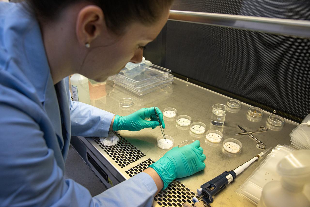 Jess Bunchek, a pseudonaut and associate scientist at NASA’s Kennedy Space Center in Florida, prepares red romaine lettuce seeds for a germination test inside the Space Station Processing Facility on Jan. 15, 2020. The test will verify that the seeds can successfully grow from seed film – a new seed handling material – here on Earth before it’s sent to the International Space Station for testing in a microgravity environment as part of the VEG-03 series of experiments. The seed film experiment involves crew aboard the orbiting laboratory planting the seeds into plant pillows – a common method used to grow plants in space – themselves for the first time ever. The water-soluble, dissolving film addresses the challenge of handling seeds in a microgravity environment and also can be used to deliver fertilizers and other beneficial substances that help plants grow. The experiment will launch aboard a Northrop Grumman Antares rocket and Cygnus spacecraft on the company’s 13th resupply services mission to the space station. Liftoff is scheduled for Feb. 9, 2020, at 5:39 p.m. EST from the agency’s Wallops Flight Facility in Virginia.