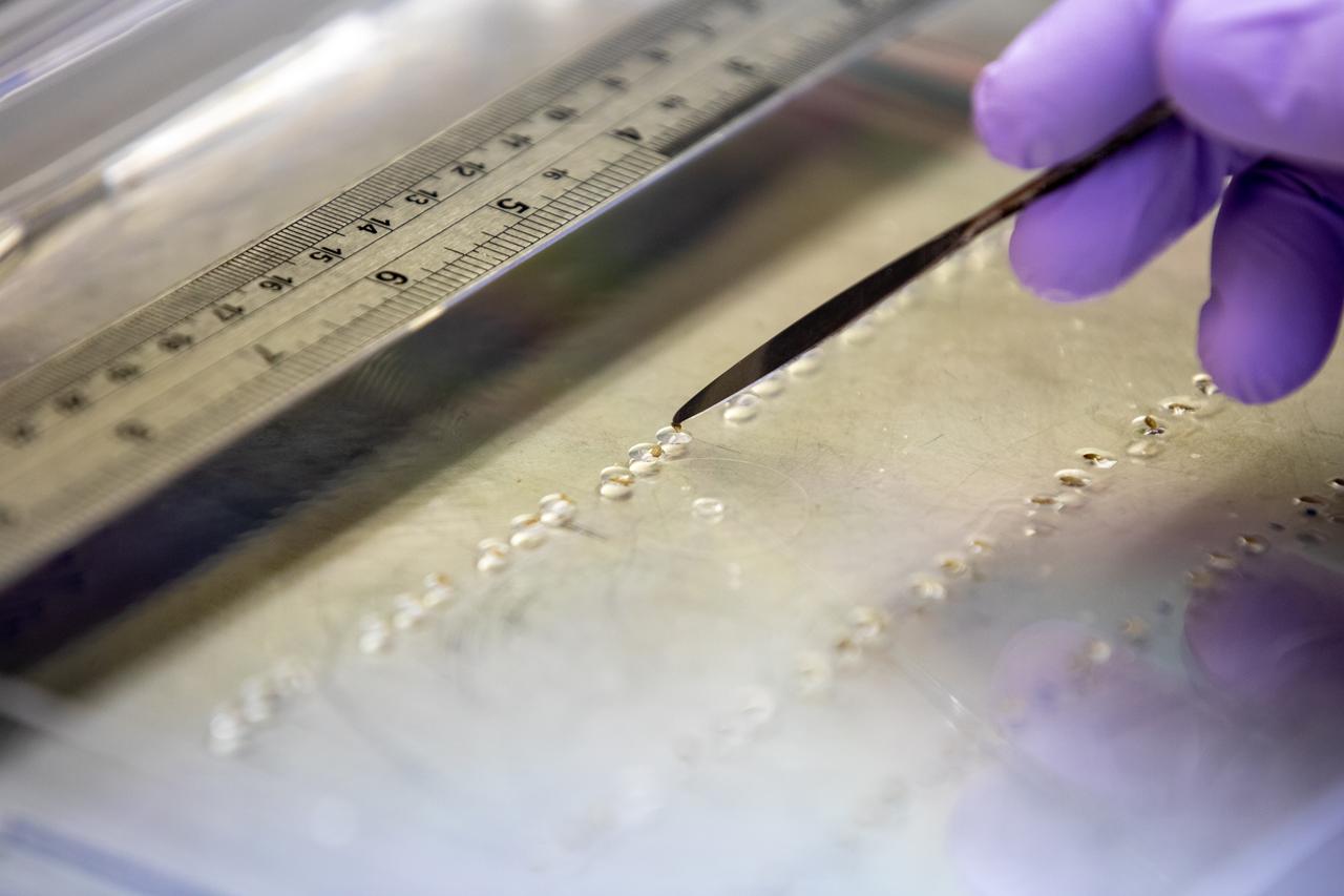 Inside the Space Station Processing Facility at NASA’s Kennedy Space Center in Florida, red romaine lettuce seeds are affixed to seed film – a new seed handling material – on Jan. 15, 2020. The seed film is being prepared for the VEG-03 J experiment that will fly to the International Space Station on Northrop Grumman’s 13th resupply services (NG-13) mission. This seed film experiment involves crew aboard the orbiting laboratory planting the seeds into plant pillows – a common method used to grow plants in space – themselves for the first time ever. The water-soluble, dissolving film addresses the challenge of handling seeds in a microgravity environment and also can be used to deliver fertilizers and other beneficial substances that help plants grow. NG-13 is scheduled to launch from the agency’s Wallops Flight Facility in Virginia on Feb. 9, 2020, at 5:39 p.m. EST. 
