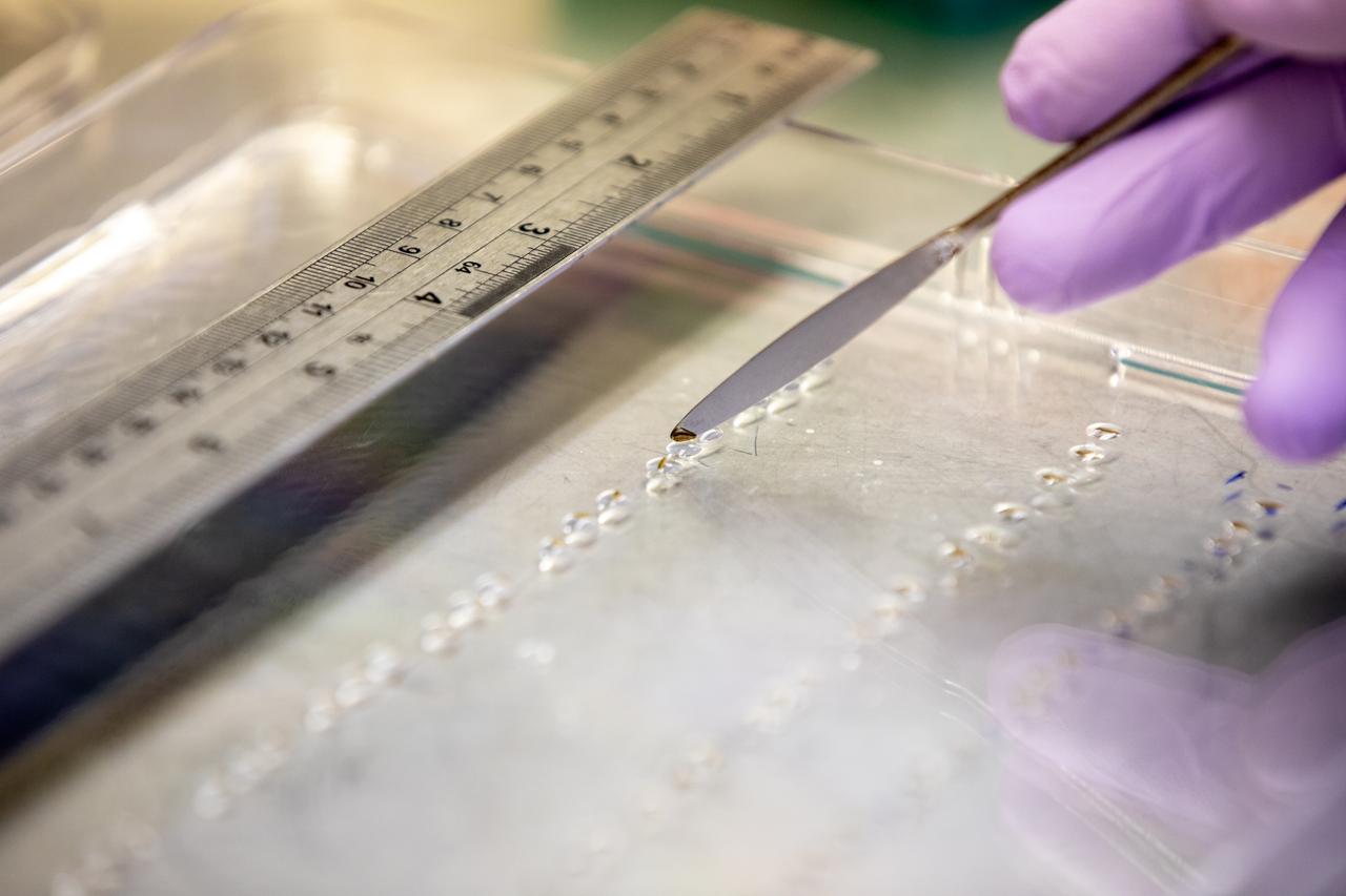 Inside the Space Station Processing Facility at NASA’s Kennedy Space Center in Florida, red romaine lettuce seeds are affixed to seed film – a new seed handling material – on Jan. 15, 2020. The seed film is being prepared for the VEG-03 J experiment that will fly to the International Space Station on Northrop Grumman’s 13th resupply services (NG-13) mission. This seed film experiment involves crew aboard the orbiting laboratory planting the seeds into plant pillows – a common method used to grow plants in space – themselves for the first time ever. The water-soluble, dissolving film addresses the challenge of handling seeds in a microgravity environment and also can be used to deliver fertilizers and other beneficial substances that help plants grow. NG-13 is scheduled to launch from the agency’s Wallops Flight Facility in Virginia on Feb. 9, 2020, at 5:39 p.m. EST.