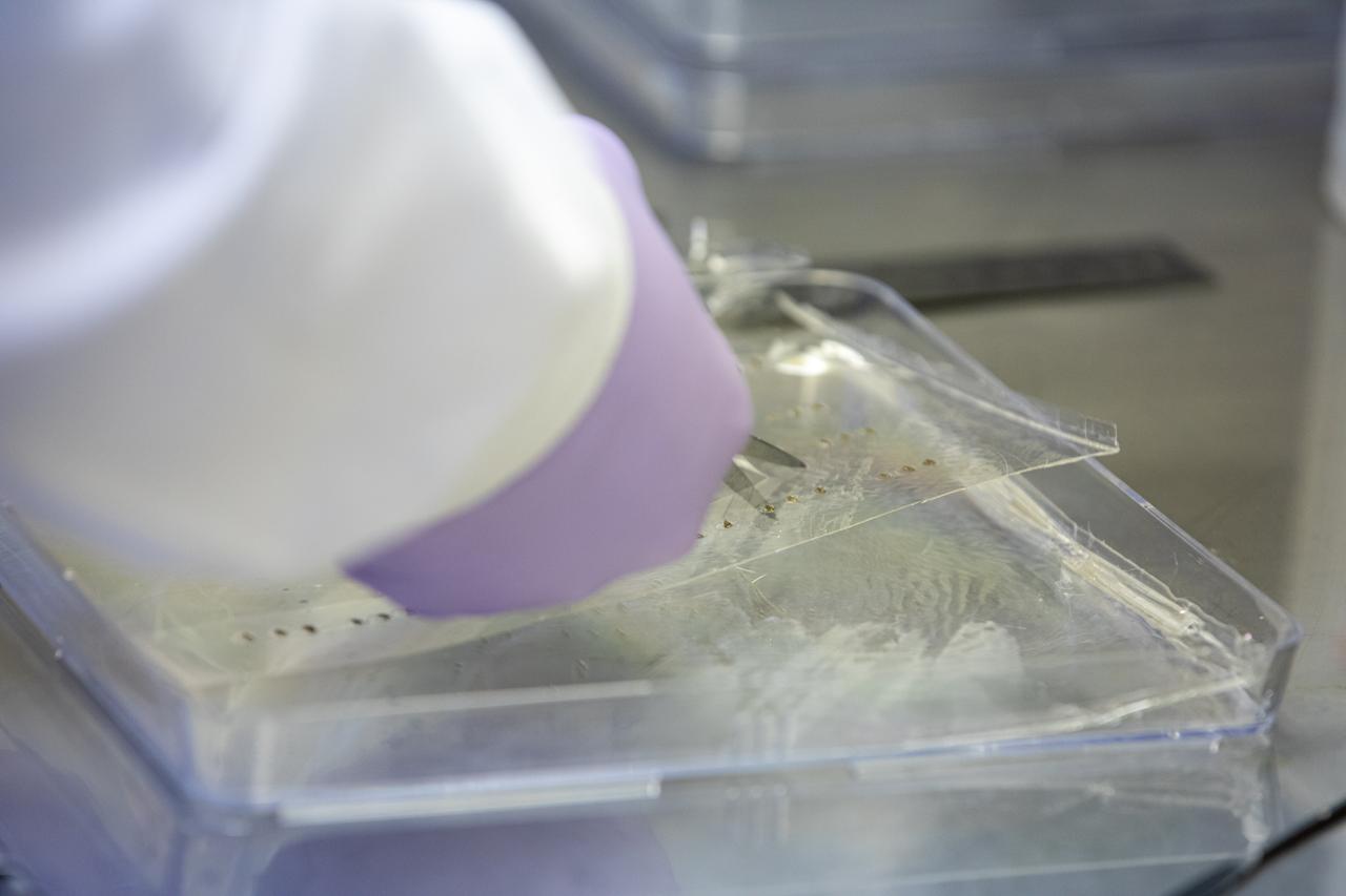 A research scientist at NASA’s Kennedy Space Center in Florida cuts strips of seed film – a new seed handling material containing red romaine lettuce seeds – inside the Space Station Processing Facility on Jan. 16, 2020. The seed film is being prepared for the VEG-03 J experiment that will fly to the International Space Station on Northrop Grumman’s 13th resupply services (NG-13) mission. This seed film experiment involves crew aboard the orbiting laboratory planting the seeds into plant pillows – a common method used to grow plants in space – themselves for the first time ever. The water-soluble, dissolving film addresses the challenge of handling seeds in a microgravity environment and also can be used to deliver fertilizers and other beneficial substances that help plants grow. NG-13 is scheduled to launch from the agency’s Wallops Flight Facility in Virginia on Feb. 9, 2020, at 5:39 p.m. EST. 