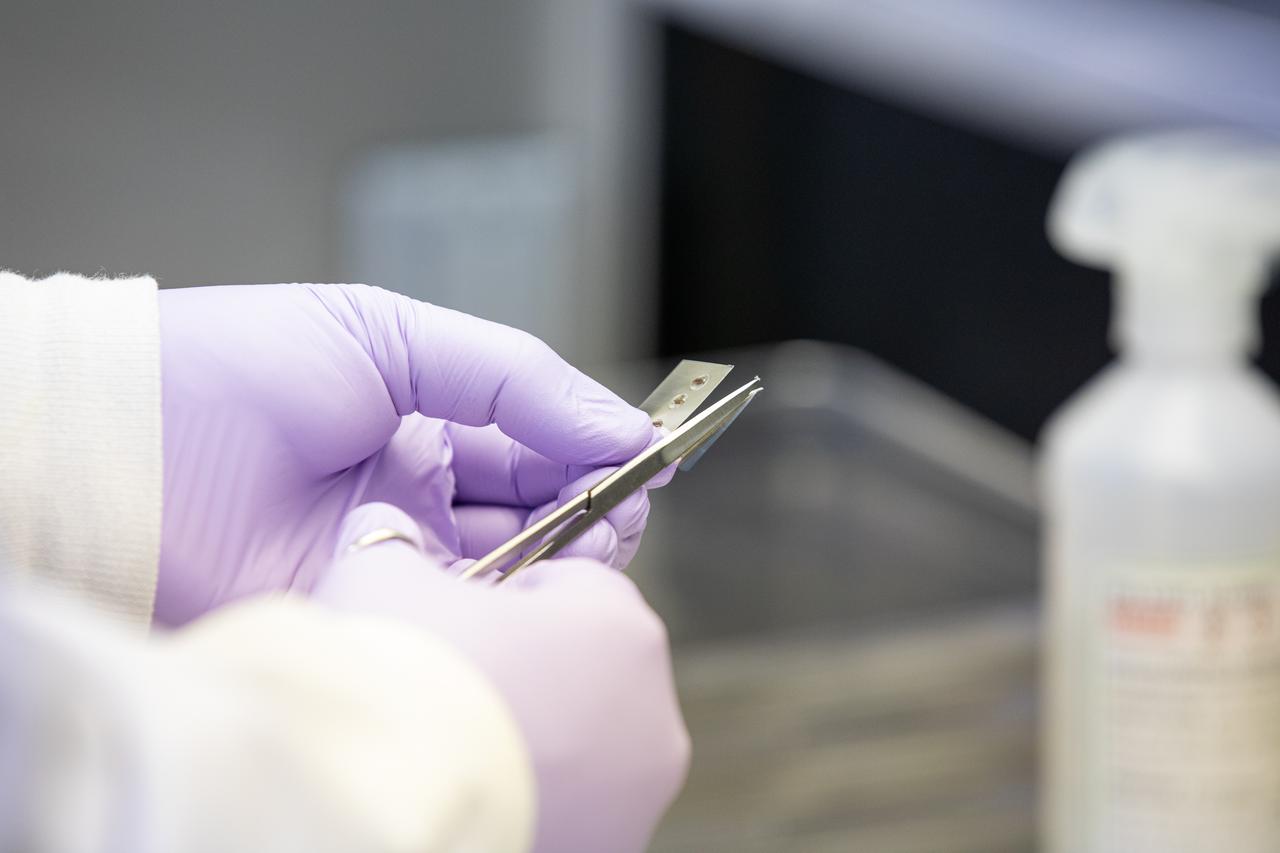 A research scientist at NASA’s Kennedy Space Center in Florida cuts strips of seed film – a new seed handling material containing red romaine lettuce seeds – inside the Space Station Processing Facility on Jan. 16, 2020. The seed film is being prepared for the VEG-03 J experiment that will fly to the International Space Station on Northrop Grumman’s 13th resupply services (NG-13) mission. This seed film experiment involves crew aboard the orbiting laboratory planting the seeds into plant pillows – a common method used to grow plants in space – themselves for the first time ever. The water-soluble, dissolving film addresses the challenge of handling seeds in a microgravity environment and also can be used to deliver fertilizers and other beneficial substances that help plants grow. NG-13 is scheduled to launch from the agency’s Wallops Flight Facility in Virginia on Feb. 9, 2020, at 5:39 p.m. EST. 