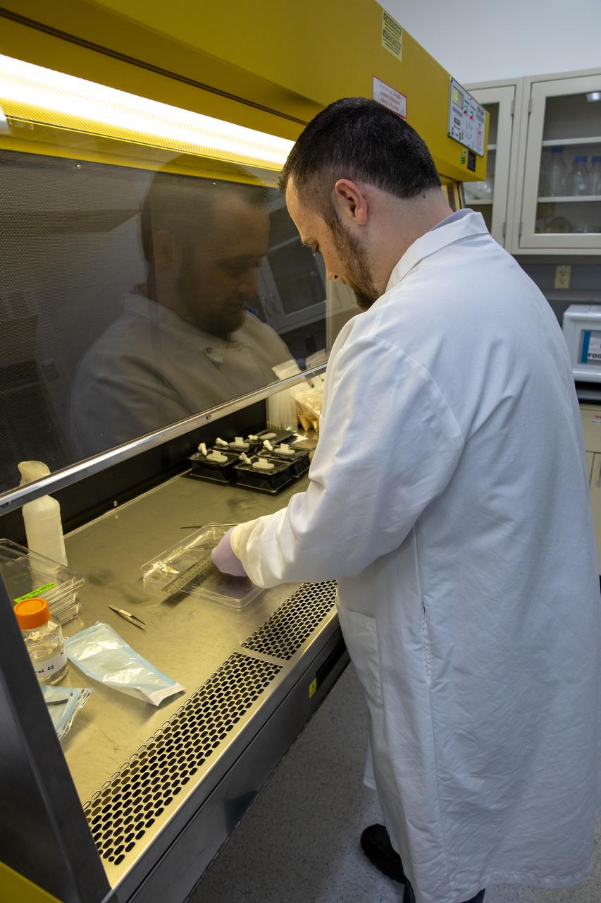 Aaron Curry, a LASSO research scientist at NASA’s Kennedy Space Center in Florida, measures out strips of seed film – a new seed handling material containing red romaine lettuce seeds – inside the Space Station Processing Facility on Jan. 16, 2020, in preparation for the VEG-03 J experiment. The seed film experiment involves crew aboard the International Space Station planting the seeds into plant pillows – a common method used to grow plants in space – themselves for the first time ever. This water-soluble, dissolving film addresses the challenge of handling seeds in a microgravity environment and also can be used to deliver fertilizers and other beneficial substances that help plants grow. The experiment will be launched to the orbiting laboratory aboard a Northrop Grumman Antares rocket and Cygnus spacecraft on the company’s 13th resupply services mission. Liftoff is scheduled for Feb. 9, 2020, at 5:39 p.m. EST from the agency’s Wallops Flight Facility in Virginia. 