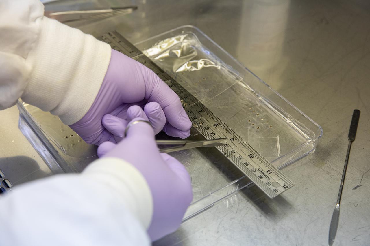 A research scientist at NASA’s Kennedy Space Center in Florida cuts strips of seed film – a new seed handling material containing red romaine lettuce seeds – inside the Space Station Processing Facility on Jan. 16, 2020. The seed film is being prepared for the VEG-03 J experiment that will fly to the International Space Station on Northrop Grumman’s 13th resupply services (NG-13) mission. This seed film experiment involves crew aboard the orbiting laboratory planting the seeds into plant pillows – a common method used to grow plants in space – themselves for the first time ever. The water-soluble, dissolving film addresses the challenge of handling seeds in a microgravity environment and also can be used to deliver fertilizers and other beneficial substances that help plants grow. NG-13 is scheduled to launch from the agency’s Wallops Flight Facility in Virginia on Feb. 9, 2020, at 5:39 p.m. EST. 