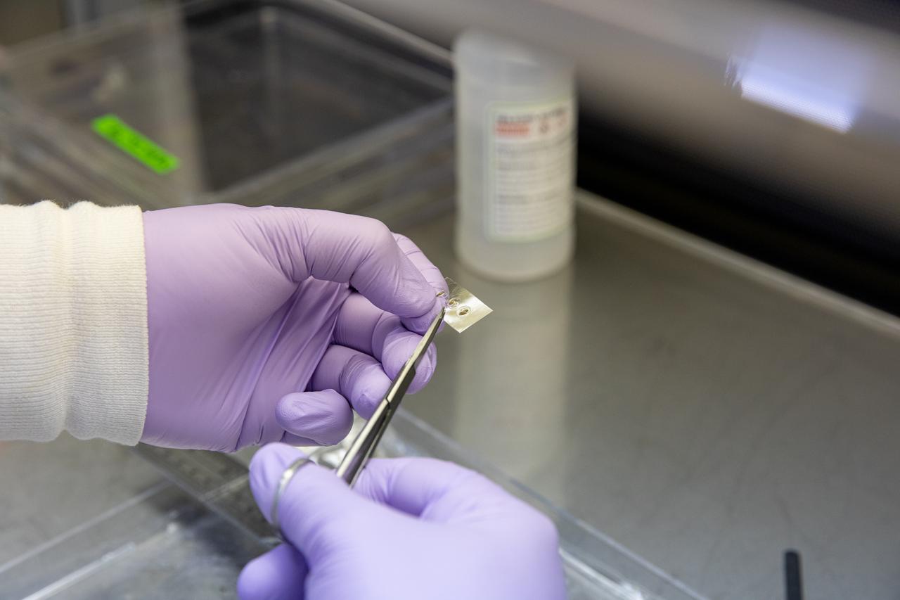 A research scientist at NASA’s Kennedy Space Center in Florida cuts strips of seed film – a new seed handling material containing red romaine lettuce seeds – inside the Space Station Processing Facility on Jan. 16, 2020. The seed film is being prepared for the VEG-03 J experiment that will fly to the International Space Station on Northrop Grumman’s 13th resupply services (NG-13) mission. This seed film experiment involves crew aboard the orbiting laboratory planting the seeds into plant pillows – a common method used to grow plants in space – themselves for the first time ever. The water-soluble, dissolving film addresses the challenge of handling seeds in a microgravity environment and also can be used to deliver fertilizers and other beneficial substances that help plants grow. NG-13 is scheduled to launch from the agency’s Wallops Flight Facility in Virginia on Feb. 9, 2020, at 5:39 p.m. EST. 