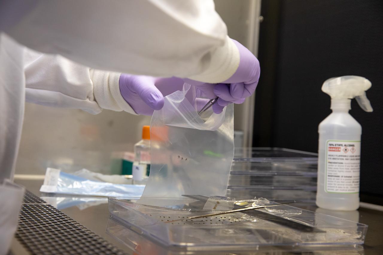 A research scientist at NASA’s Kennedy Space Center in Florida cuts and stores strips of seed film – a new seed handling material containing red romaine lettuce seeds – inside the Space Station Processing Facility on Jan. 16, 2020. The seed film is being prepared for the VEG-03 J experiment that will fly to the International Space Station on Northrop Grumman’s 13th resupply services (NG-13) mission. This seed film experiment involves crew aboard the orbiting laboratory planting the seeds into plant pillows – a common method used to grow plants in space – themselves for the first time ever. The water-soluble, dissolving film addresses the challenge of handling seeds in a microgravity environment and also can be used to deliver fertilizers and other beneficial substances that help plants grow. NG-13 is scheduled to launch from the agency’s Wallops Flight Facility in Virginia on Feb. 9, 2020, at 5:39 p.m. EST. 