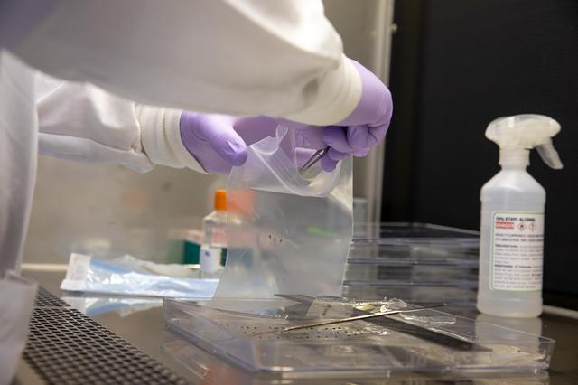 NASA image: Veg-03 J/K/L Prelaunch Prepartions for NG-13