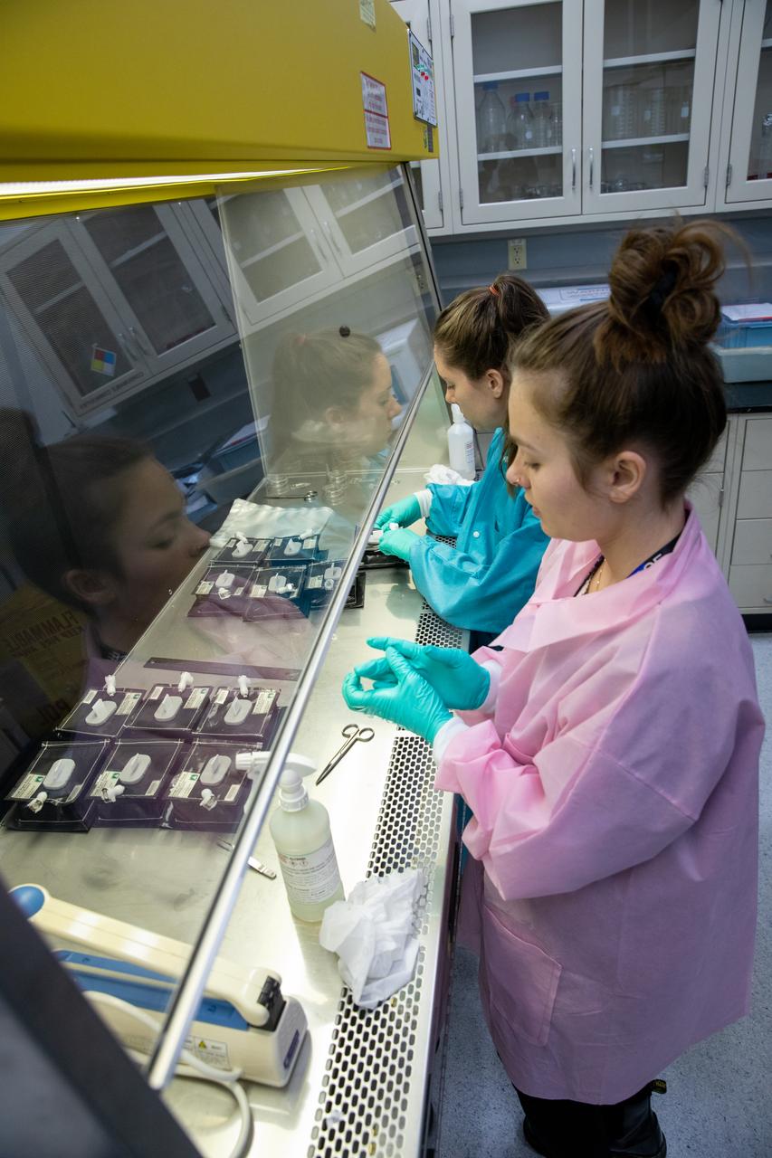 On Jan. 21, 2020, inside the Space Station Processing Facility at NASA’s Kennedy Space Center in Florida, intern Emily Kennebeck (left) and Jess Bunchek, a pseudonaut and associate scientist, prepare plant pillows for their flight to the International Space Station. The pillows, which are a common method used to grow plants in space, are being sent to the orbiting laboratory on Northrop Grumman’s 13th resupply services (NG-13) mission for a series of VEG-03 experiments that will study the growth of three types of leafy greens in a microgravity environment. Once the pillows are assembled and packaged for flight, they will be transported to the agency’s Wallops Flight Facility in Virginia, where liftoff will occur. NG-13 is scheduled to launch on Feb. 9, 2020, at 5:39 p.m. EST. 