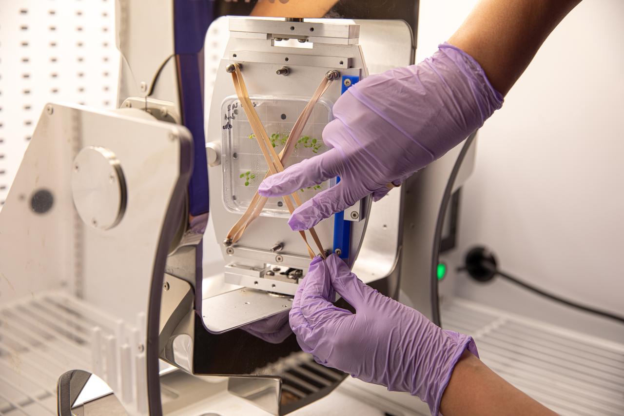 Ye Zhang, a project scientist at NASA’s Kennedy Space Center in Florida, makes adjustments to a Gravite 3d clinostat in the Microgravity Simulation Support Facility (MSSF) inside the Neil Armstrong Operations and Checkout building at NASA’s Kennedy Space Center in Florida on Feb. 11, 2020. The facility was developed to provide ground simulation capability to the U.S. research community in order to supplement the limited opportunities to access the International Space Station and other platforms for microgravity research. The MSSF is designed to support biological research on microorganisms, cells, tissues, small plants and small animals. The simulator provides NASA with an alternative platform for microgravity research and creates the opportunity to conduct experiments on the space station in parallel with conditions of simulated microgravity on the ground.